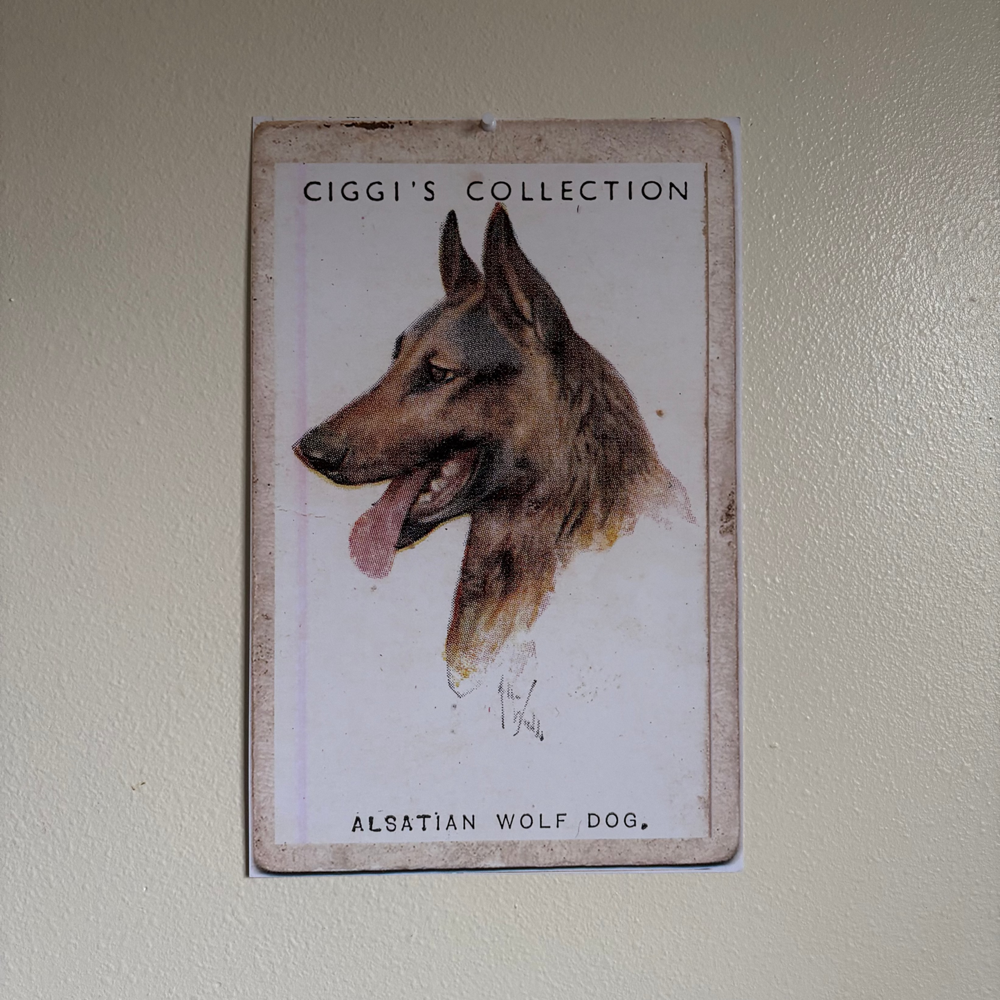 Vintage Alsatian Wolf Dog Print | 1930's Cigarette Card