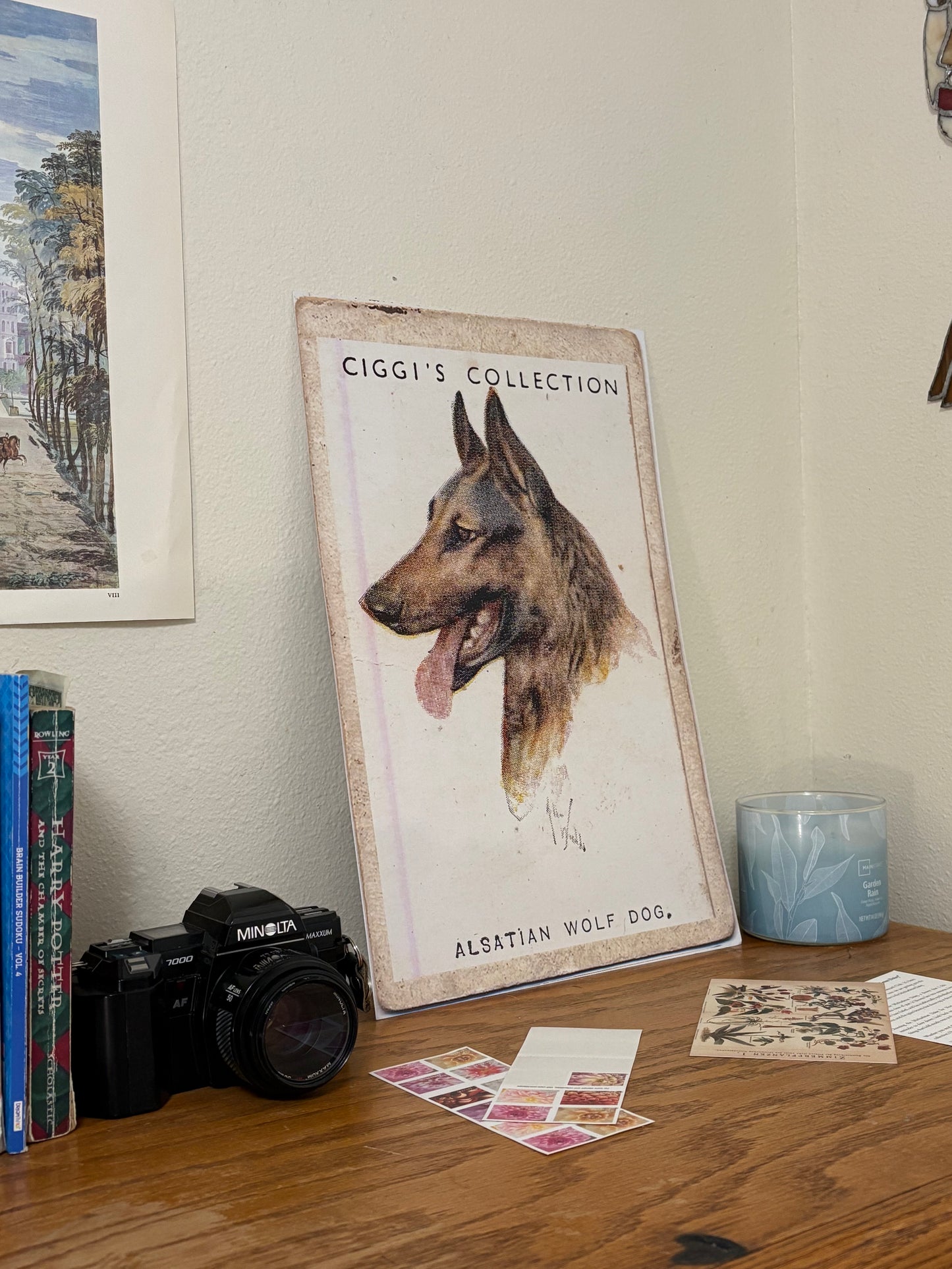 Vintage Alsatian Wolf Dog Print | 1930's Cigarette Card