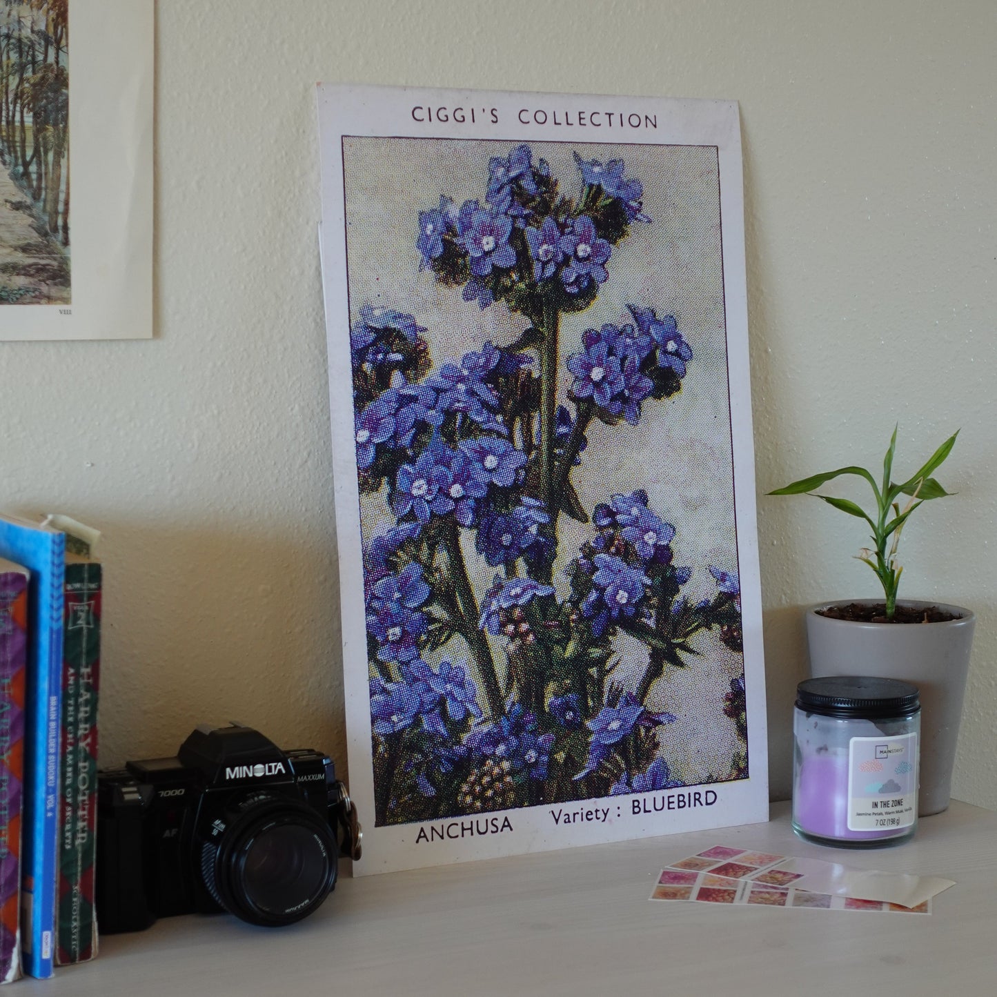 Vintage Anchusa Flower Print | 1930's Cigarette Card