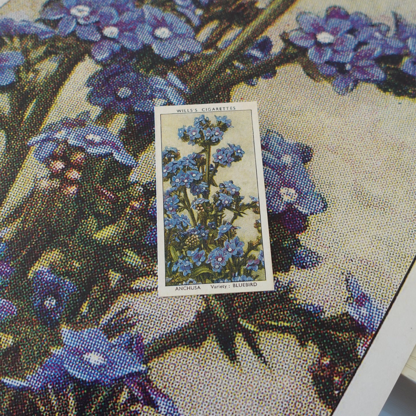 Vintage Anchusa Flower Print | 1930's Cigarette Card