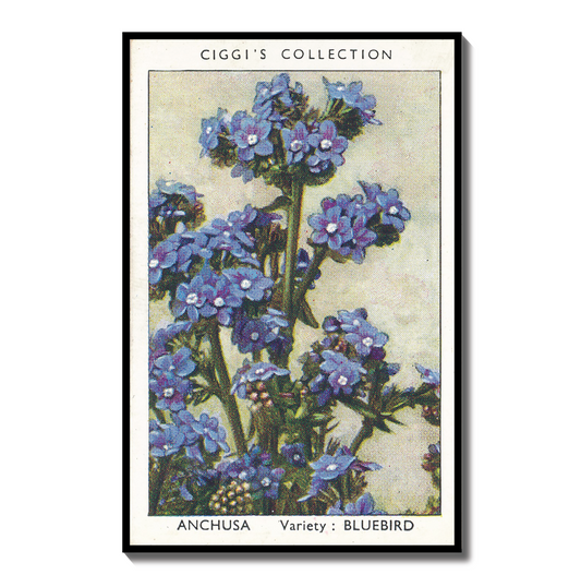 Vintage Anchusa Flower Print | 1930's Cigarette Card