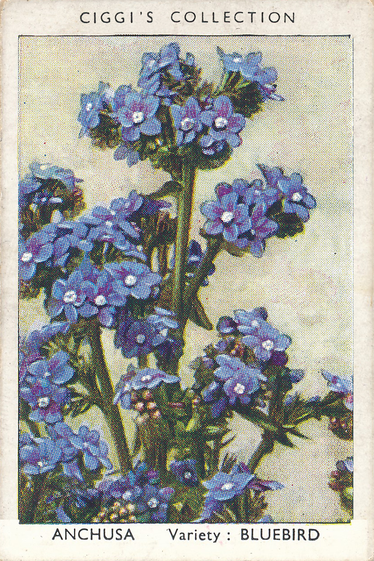 Garden Flowers Posters