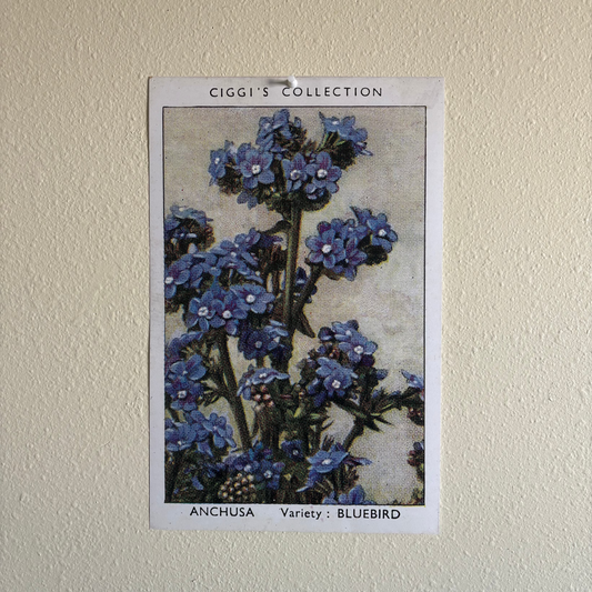 Vintage Anchusa Flower Print | 1930's Cigarette Card