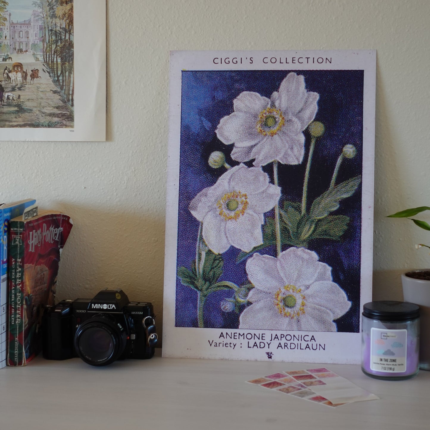 Vintage Anemone Japonica Flower Print | 1930's Cigarette Card