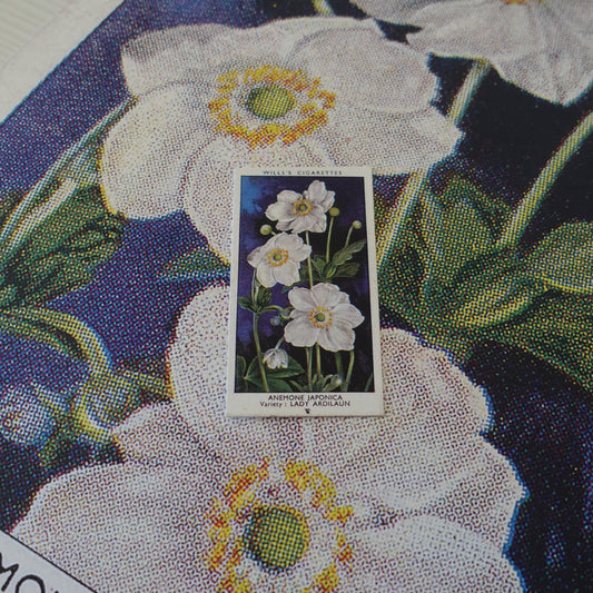 Vintage Anemone Japonica Flower Print | 1930's Cigarette Card