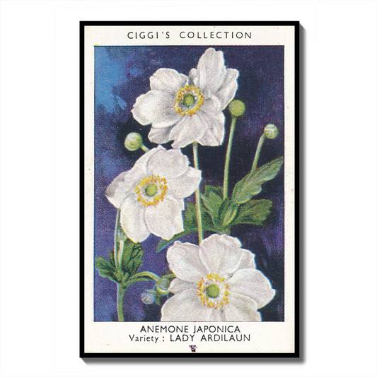 Vintage Anemone Japonica Flower Print | 1930's Cigarette Card