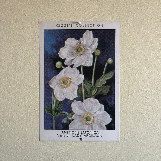 Vintage Anemone Japonica Flower Print | 1930's Cigarette Card