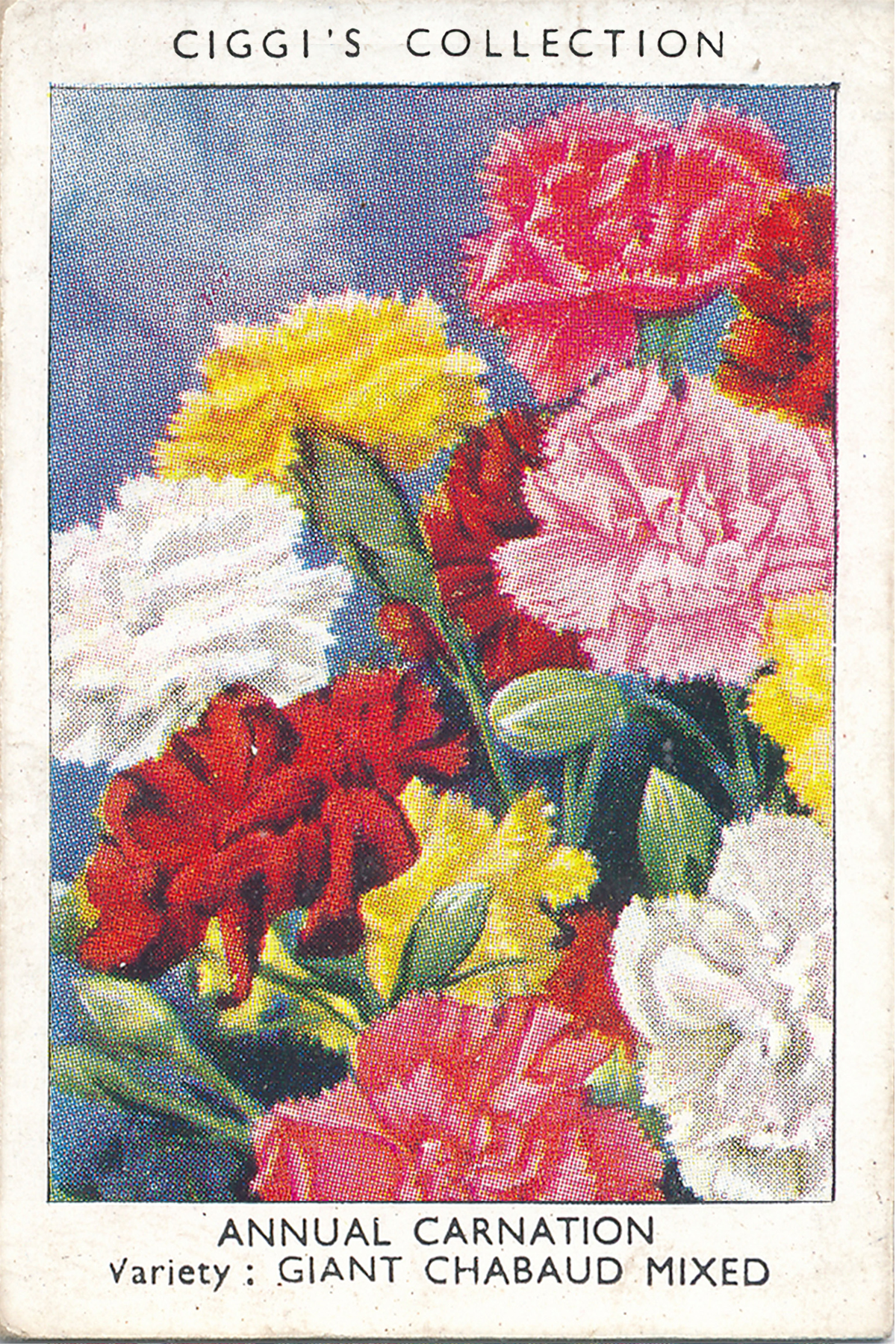 Garden Flowers Posters