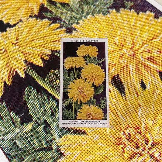 Vintage Annual Chrysanthemum Flower Print | 1930's Cigarette Card