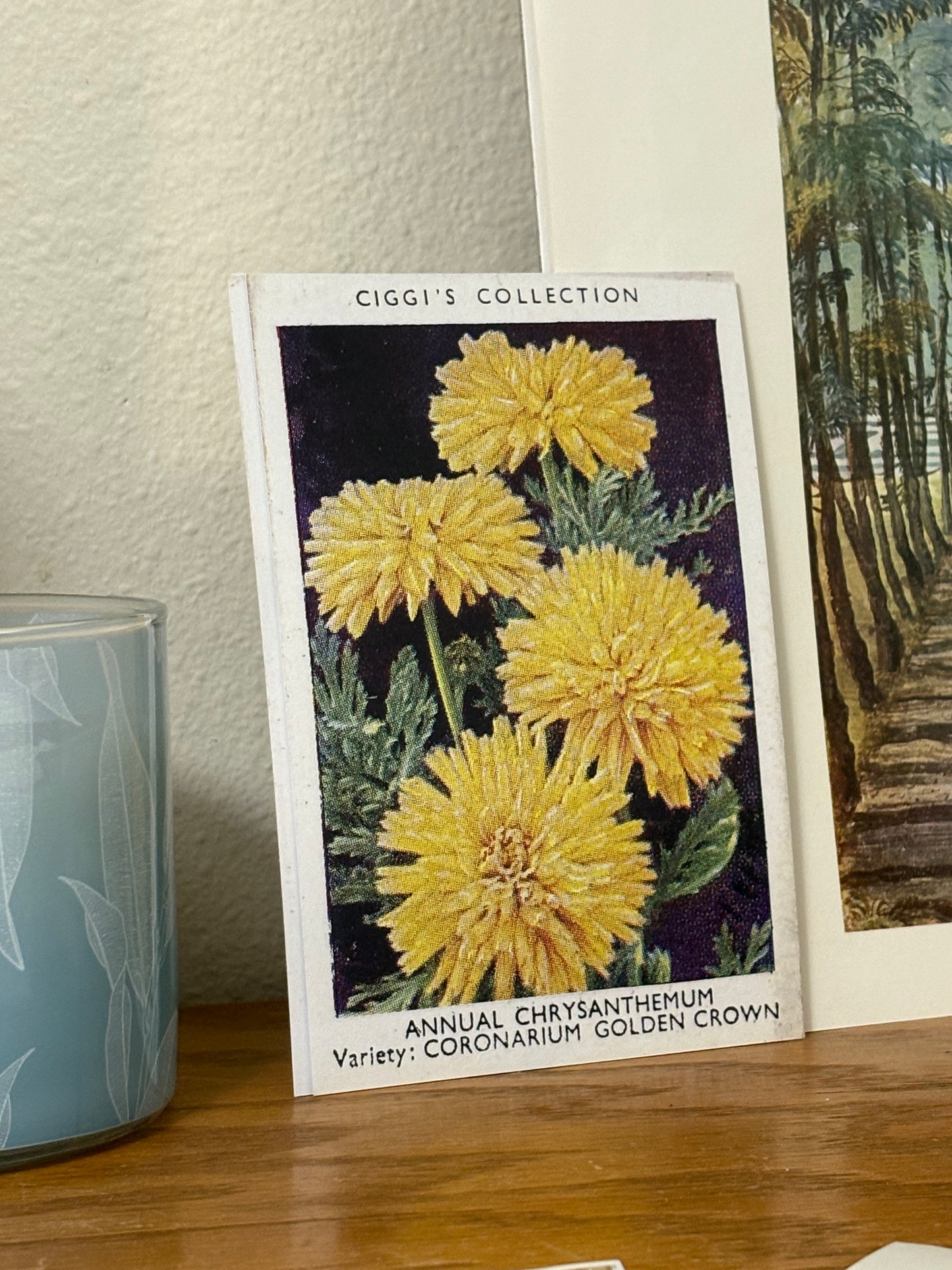 Vintage Annual Chrysanthemum Flower Print | 1930's Cigarette Card