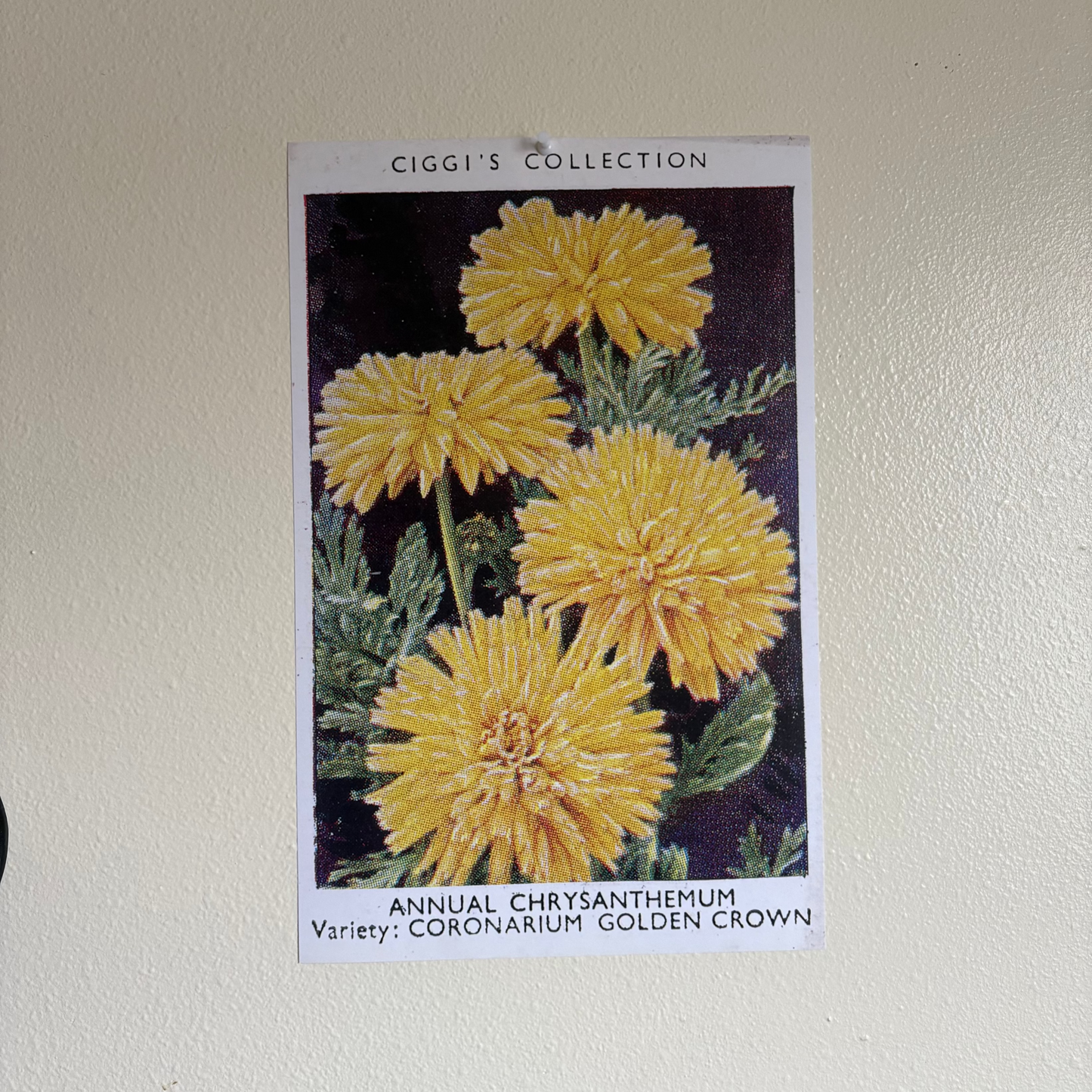 Vintage Annual Chrysanthemum Flower Print | 1930's Cigarette Card