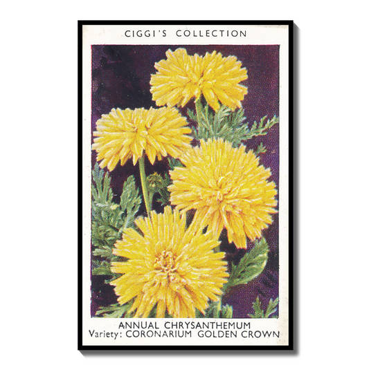 Vintage Annual Chrysanthemum Flower Print | 1930's Cigarette Card