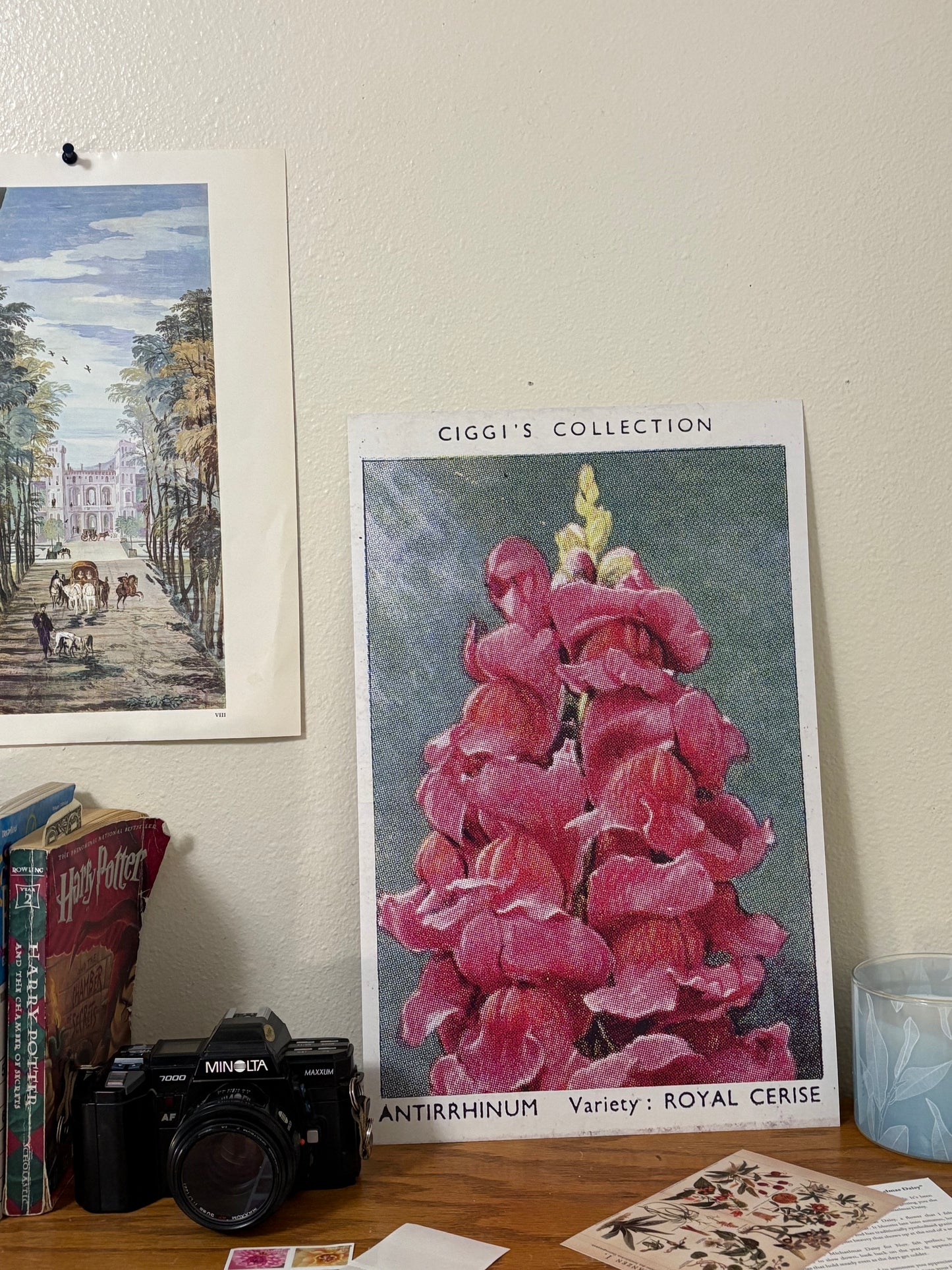 Vintage Antirrhinum Flower Print | 1930's Cigarette Card