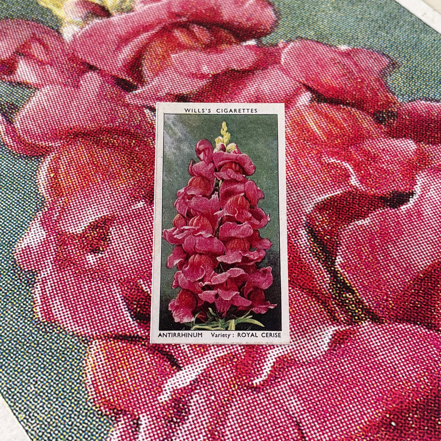 Vintage Antirrhinum Flower Print | 1930's Cigarette Card