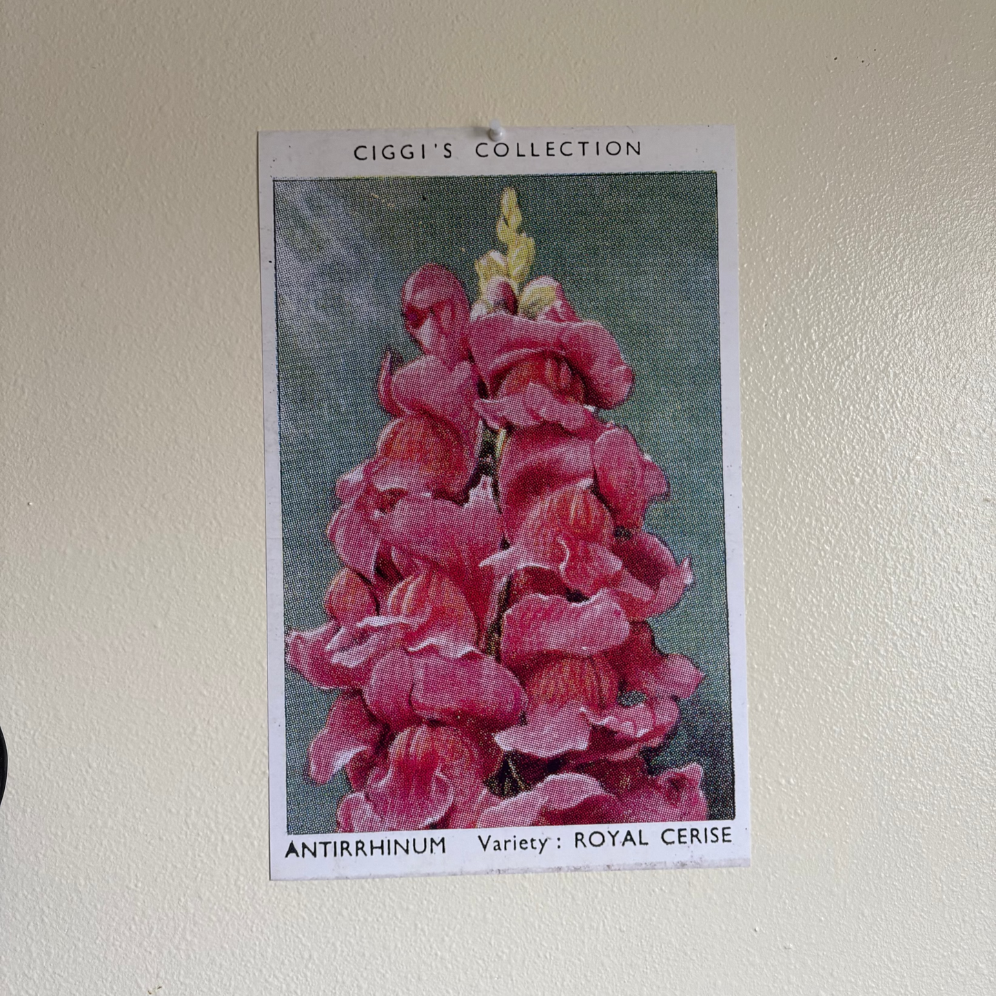 Vintage Antirrhinum Flower Print | 1930's Cigarette Card