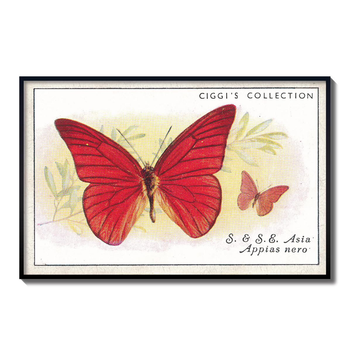 Vintage Appias Nero Butterfly Print | 1930s Cigarette Card Art