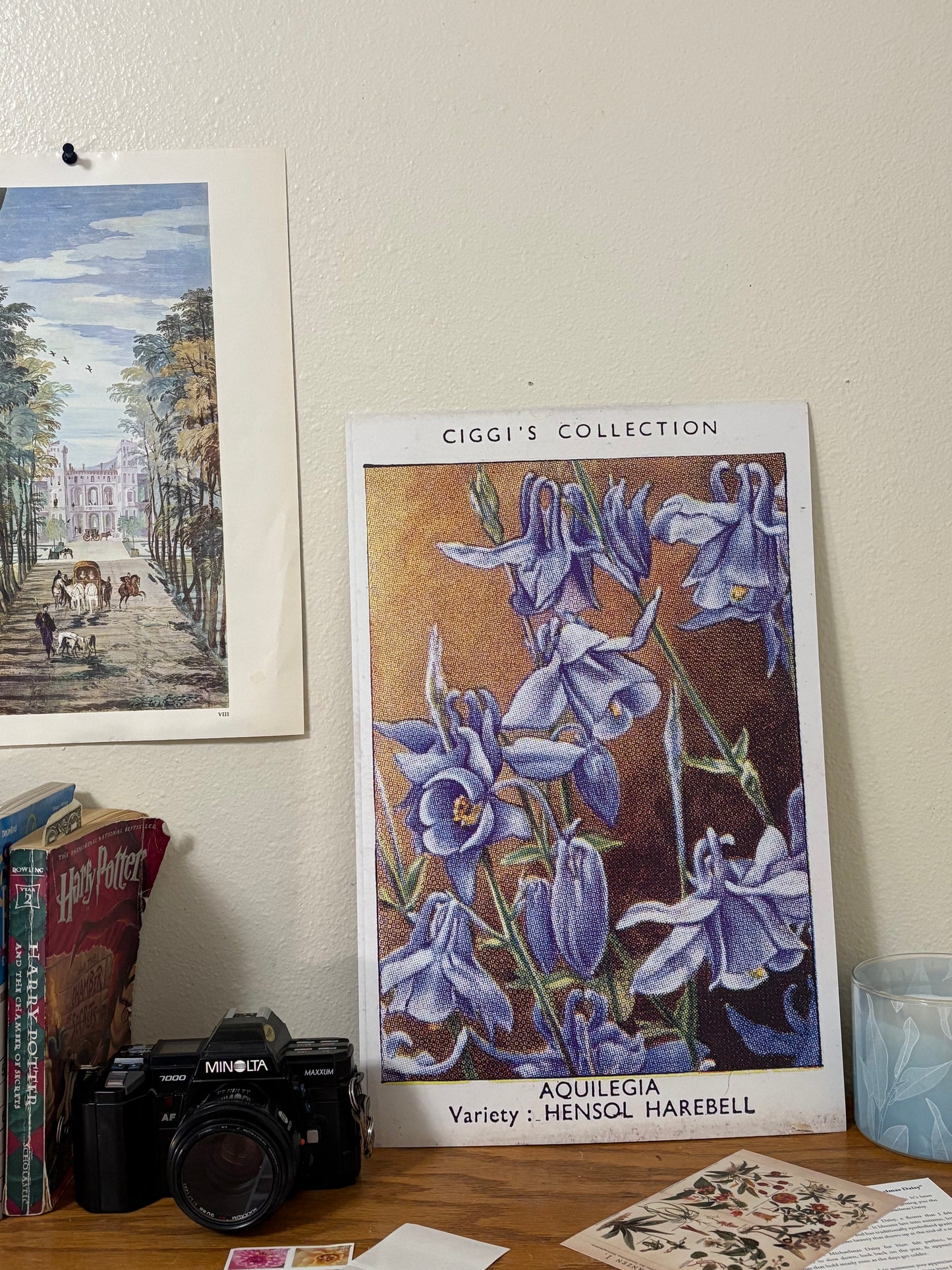 Vintage Aquilegia Flower Print | 1930's Cigarette Card