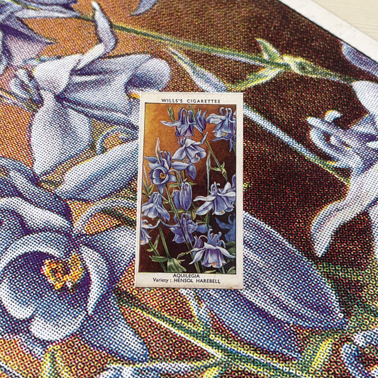 Vintage Aquilegia Flower Print | 1930's Cigarette Card