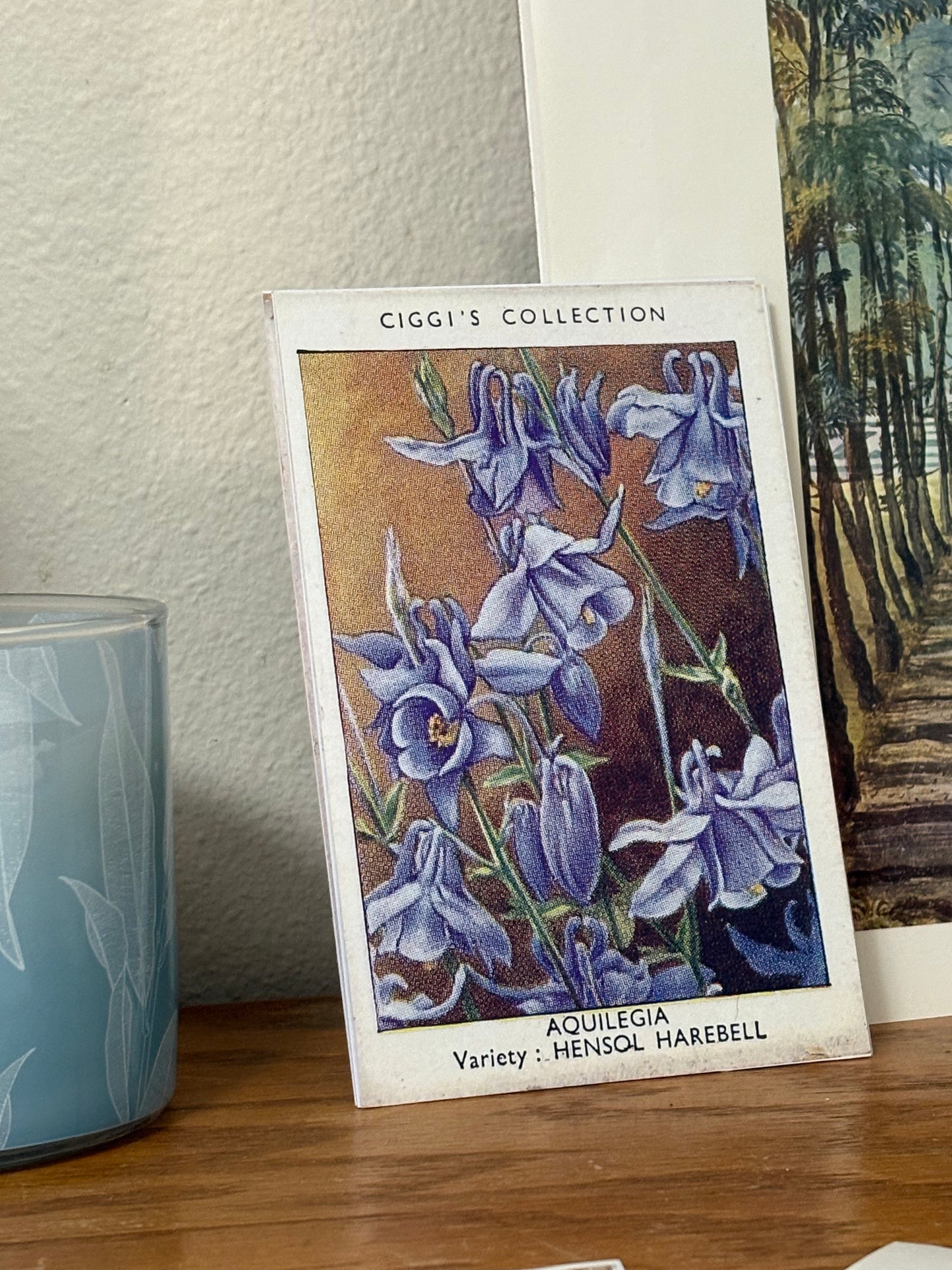 Vintage Aquilegia Flower Print | 1930's Cigarette Card