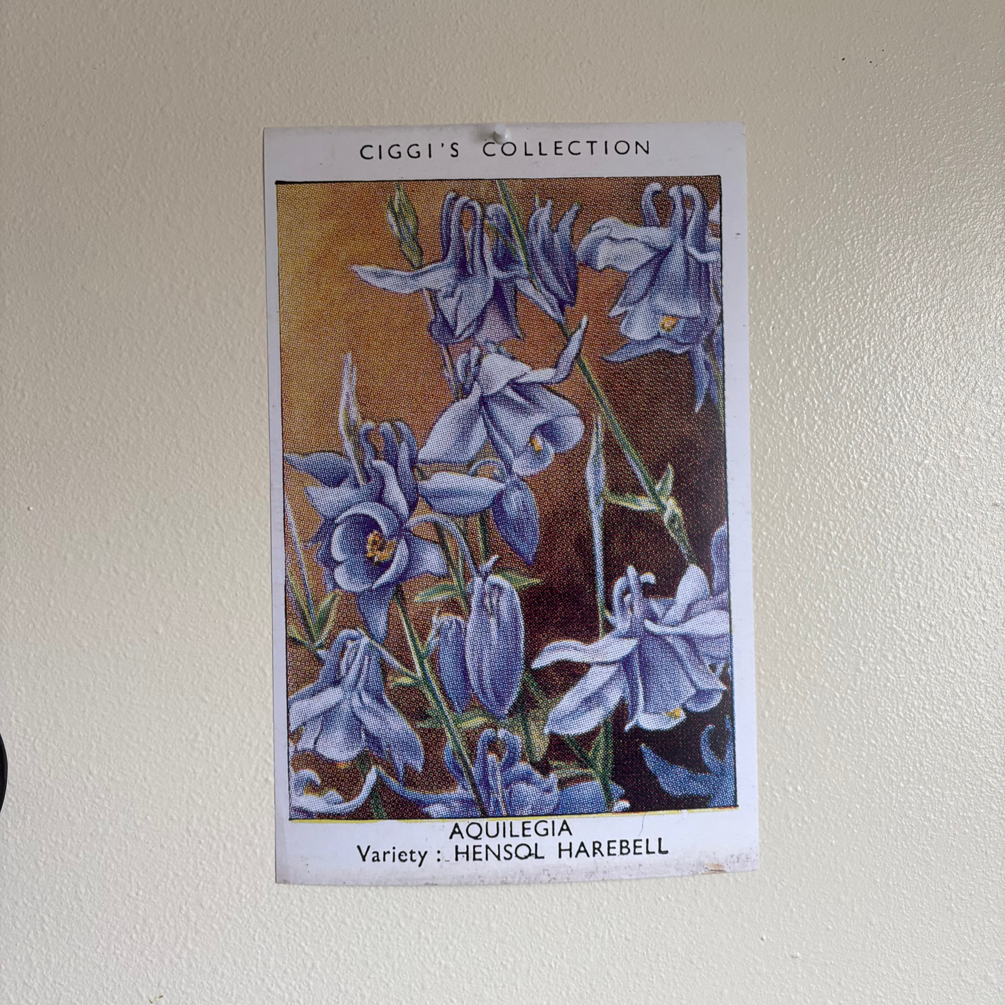 Vintage Aquilegia Flower Print | 1930's Cigarette Card