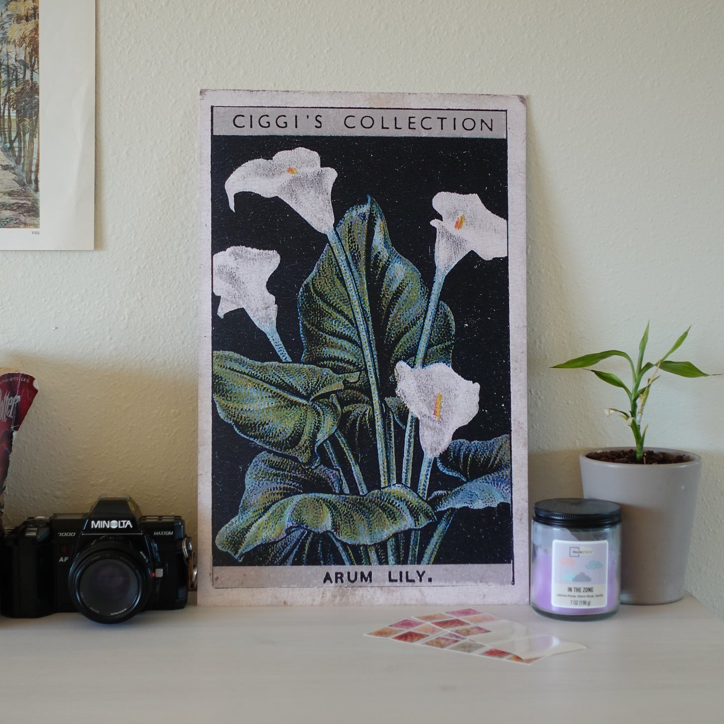 Vintage Arum Lily Flower Print | 1930's Cigarette Card