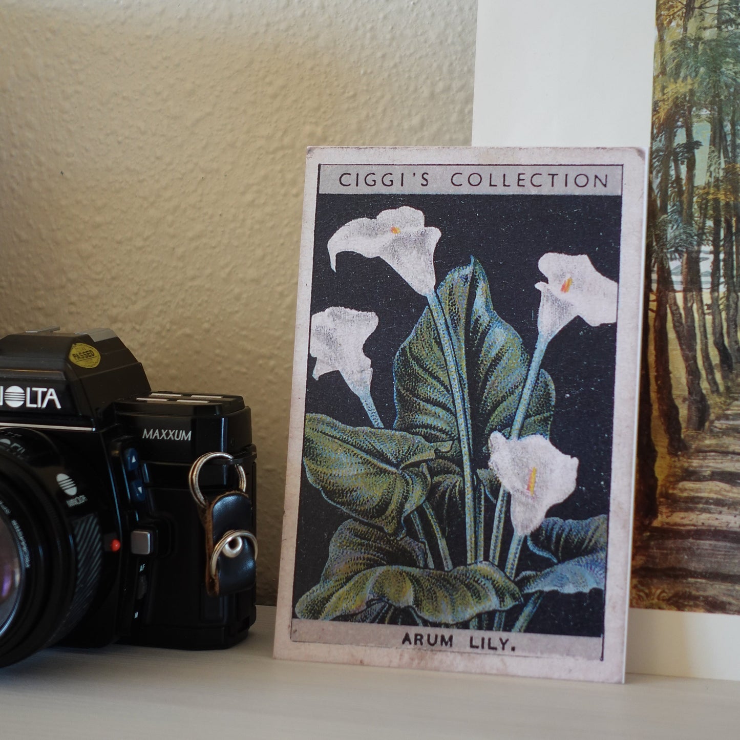Vintage Arum Lily Flower Print | 1930's Cigarette Card