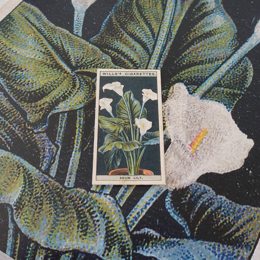 Vintage Arum Lily Flower Print | 1930's Cigarette Card