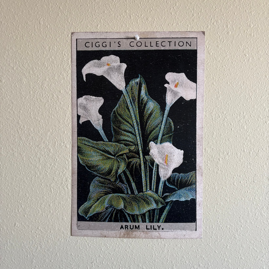 Vintage Arum Lily Flower Print | 1930's Cigarette Card