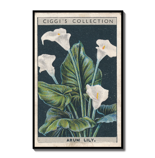 Vintage Arum Lily Flower Print | 1930's Cigarette Card