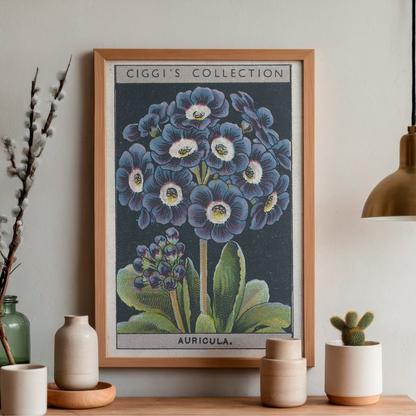 Vintage Auricula Flower Print | 1930's Cigarette Card