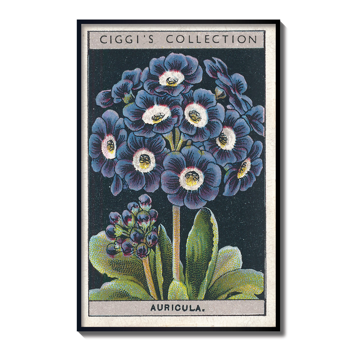 Vintage Auricula Flower Print | 1930's Cigarette Card