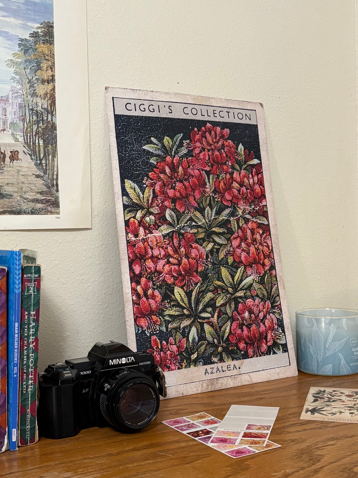 Vintage Azalea Flower Print | 1930's Cigarette Card