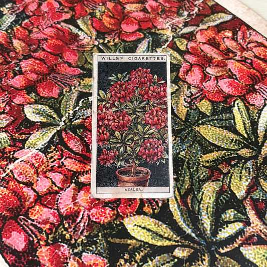 Vintage Azalea Flower Print | 1930's Cigarette Card