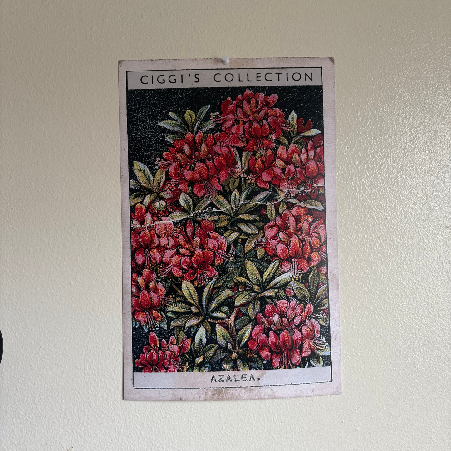 Vintage Azalea Flower Print | 1930's Cigarette Card