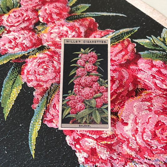 Vintage Balsam Flower Print | 1930's Cigarette Card