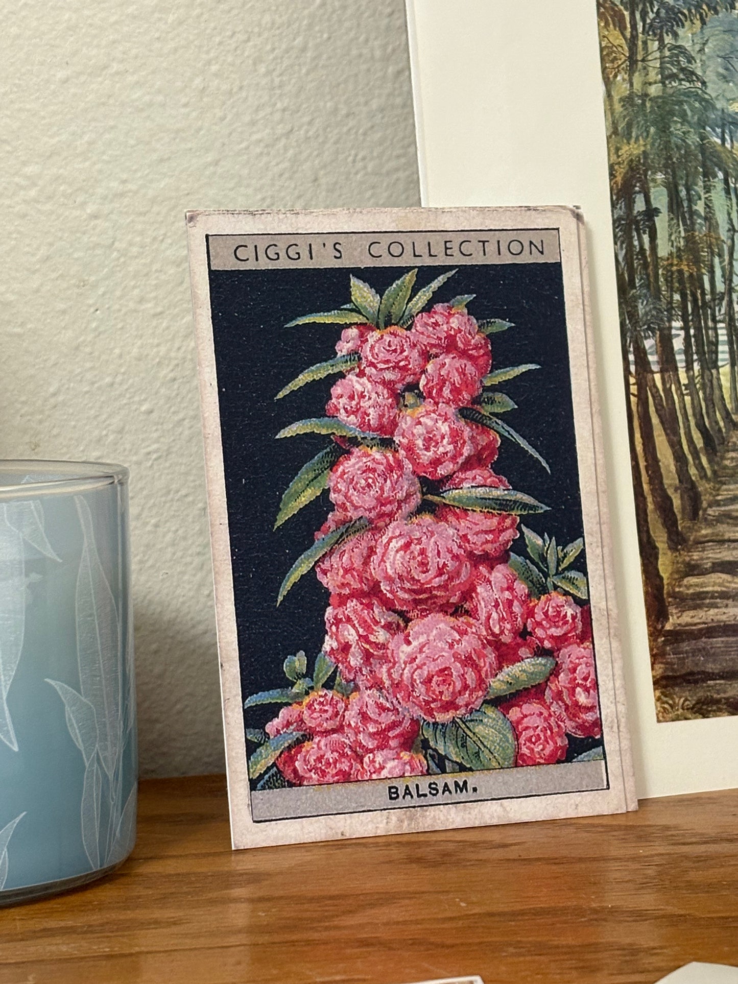 Vintage Balsam Flower Print | 1930's Cigarette Card