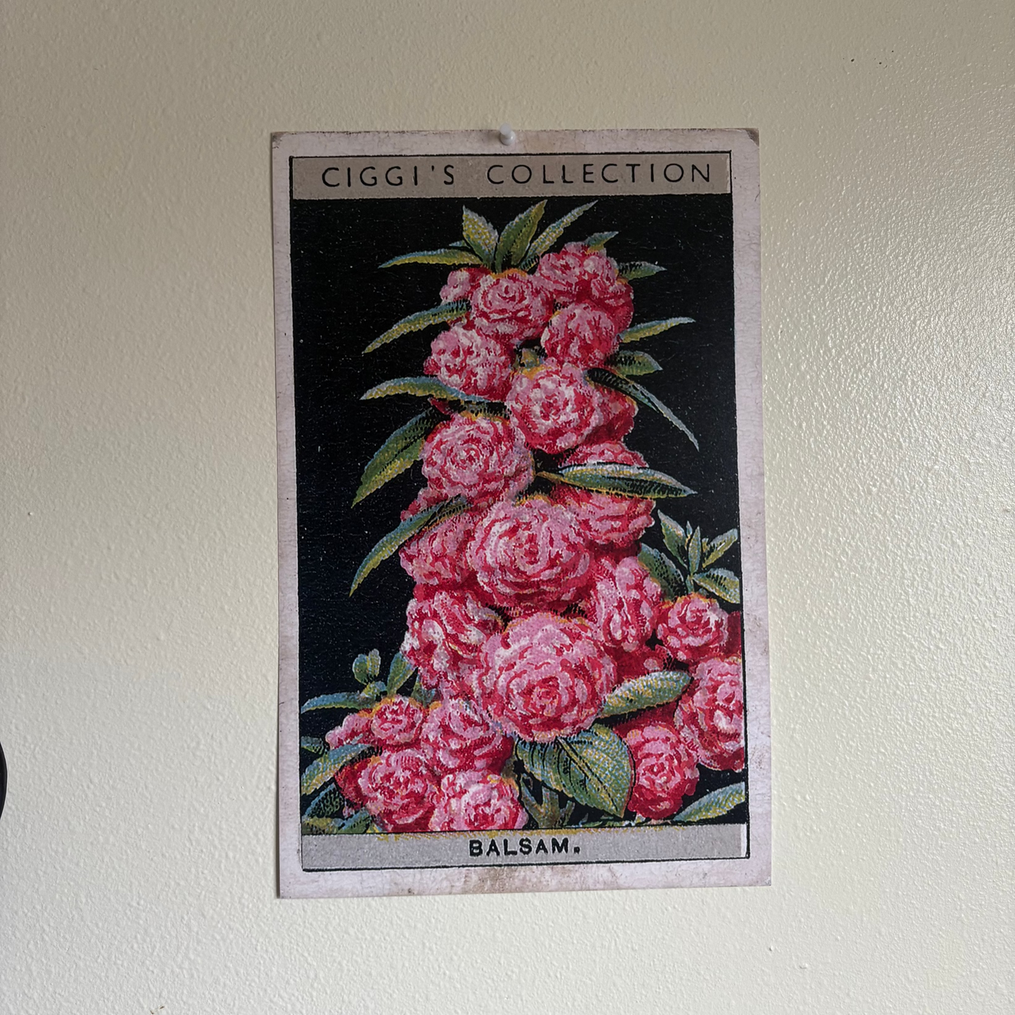 Vintage Balsam Flower Print | 1930's Cigarette Card