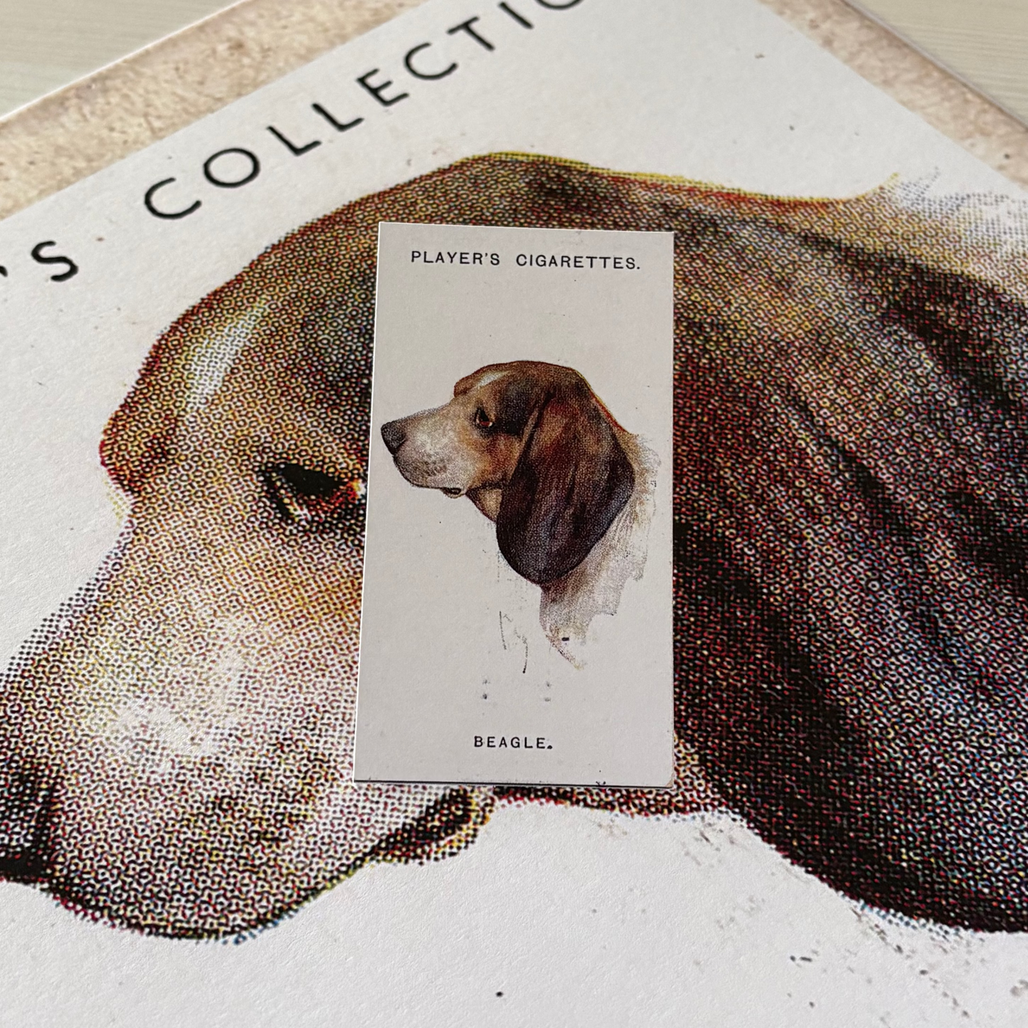 Vintage Beagle Dog Print | 1930's Cigarette Card
