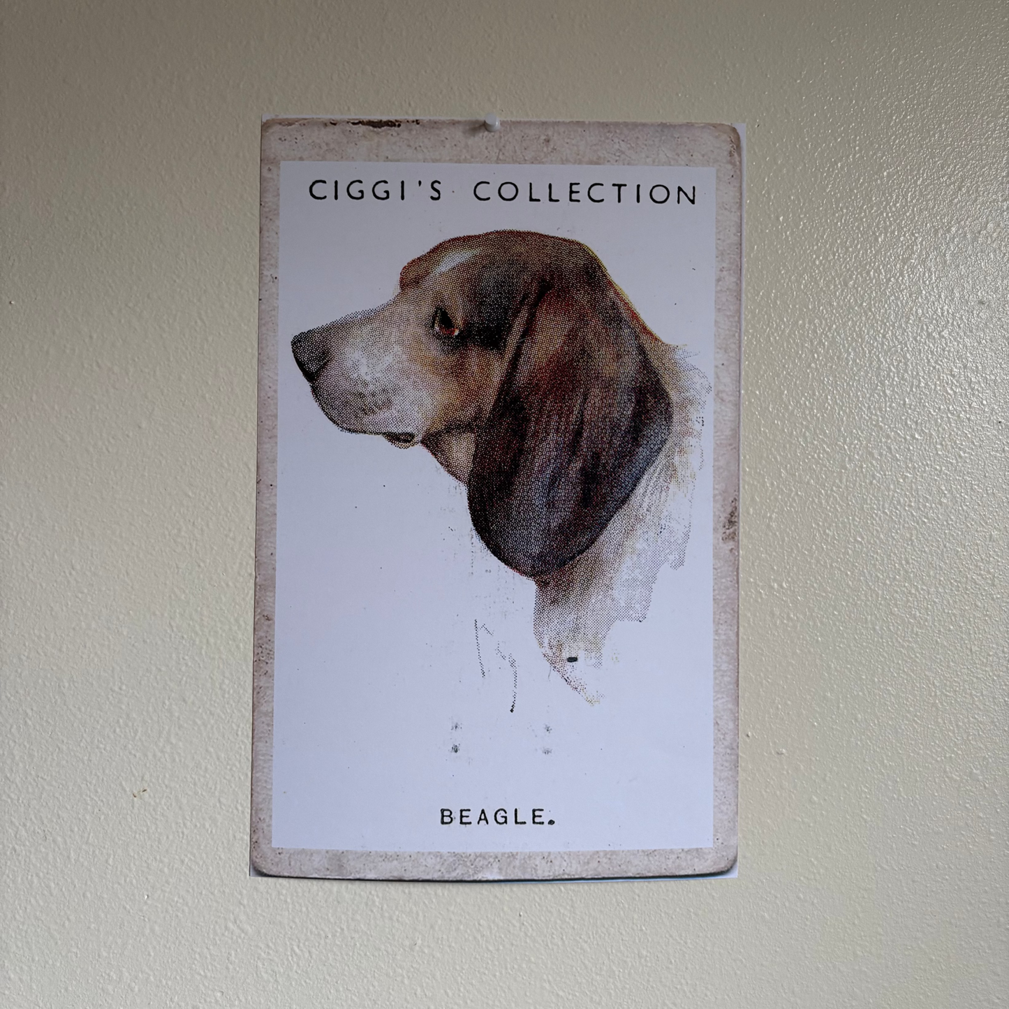 Vintage Beagle Dog Print | 1930's Cigarette Card
