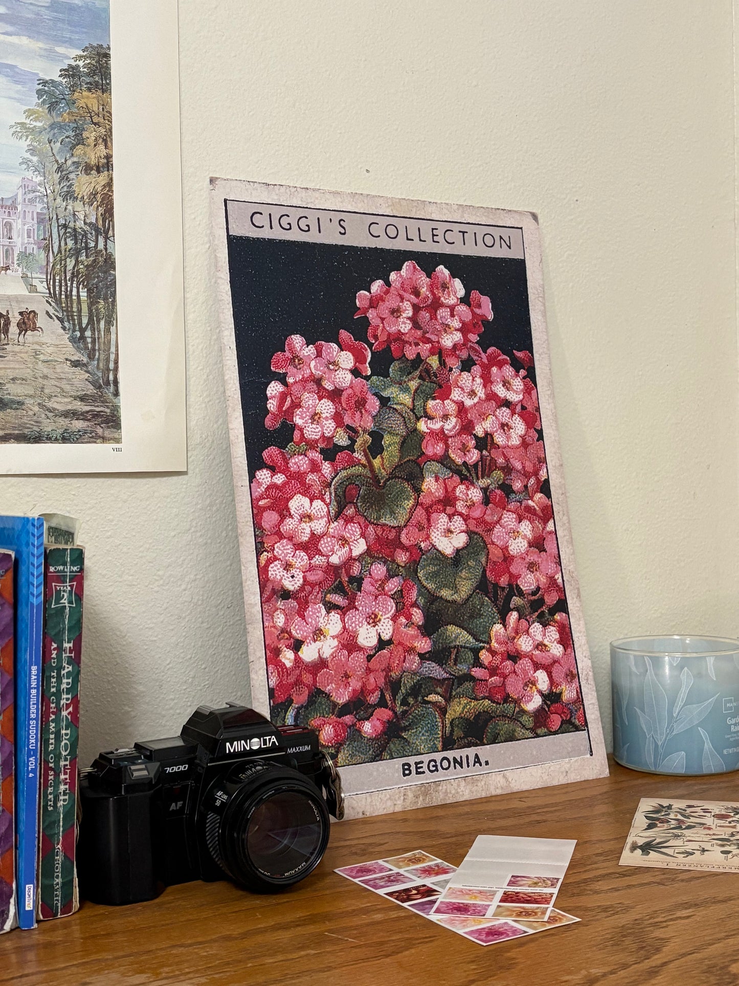 Vintage Begonia Flower Print | 1930's Cigarette Card