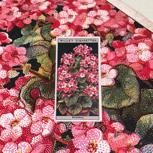 Vintage Begonia Flower Print | 1930's Cigarette Card