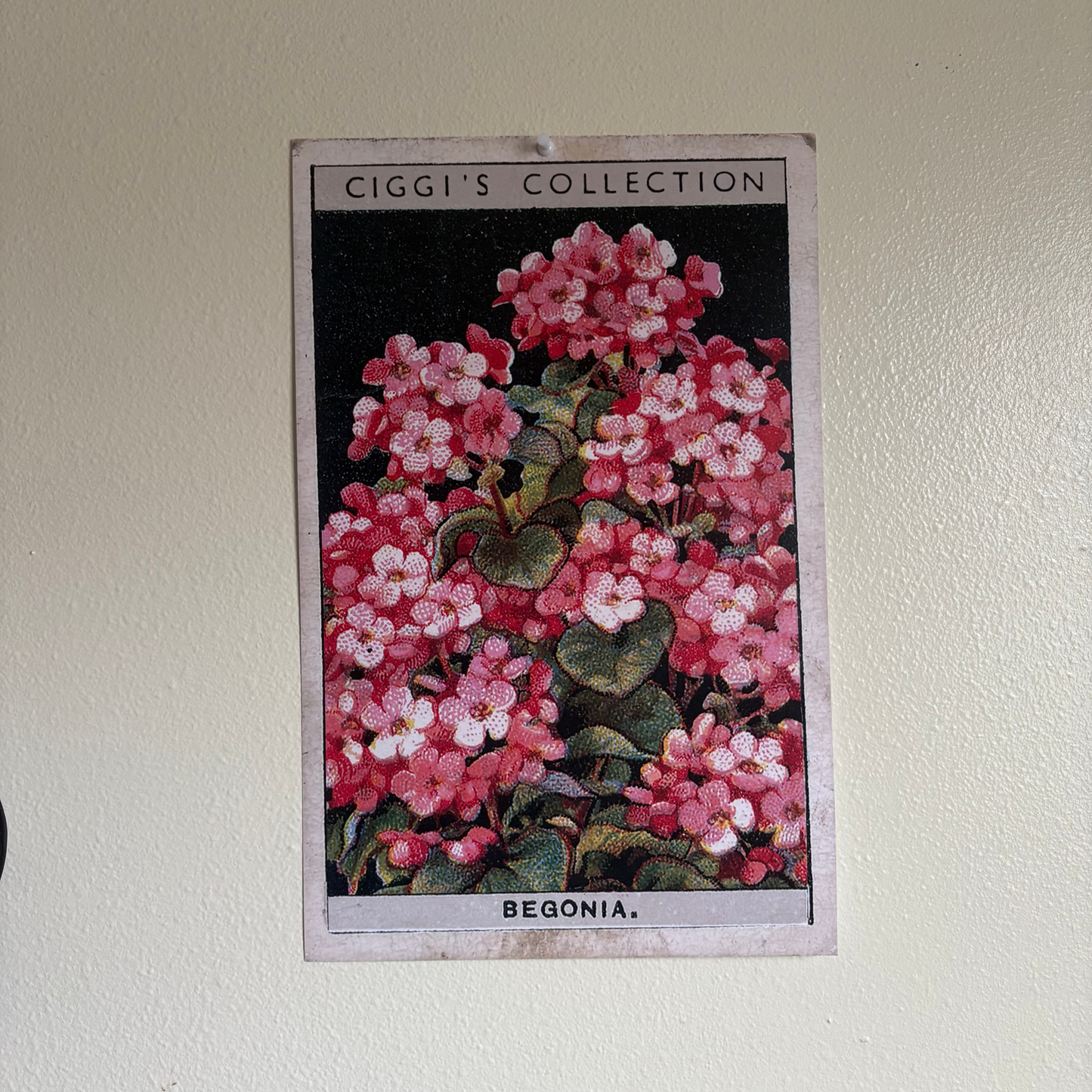 Vintage Begonia Flower Print | 1930's Cigarette Card