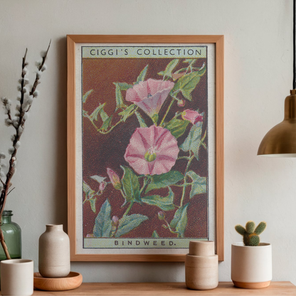 Vintage Bindweed Flower Print | 1930's Cigarette Card