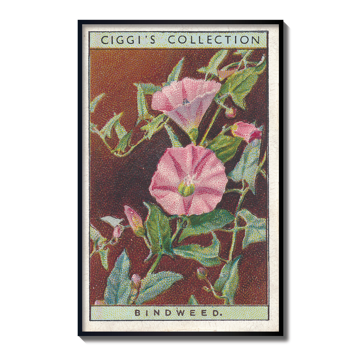 Vintage Bindweed Flower Print | 1930's Cigarette Card