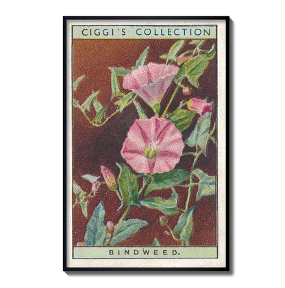 Vintage Bindweed Flower Print | 1930's Cigarette Card