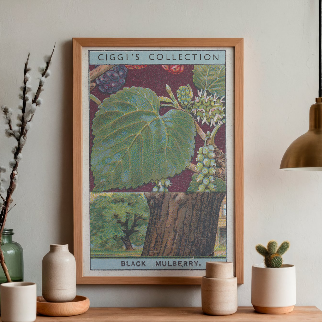 Vintage Black Mulbery Tree Print | 1930's Cigarette Card