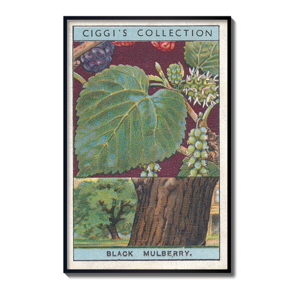 Vintage Black Mulbery Tree Print | 1930's Cigarette Card