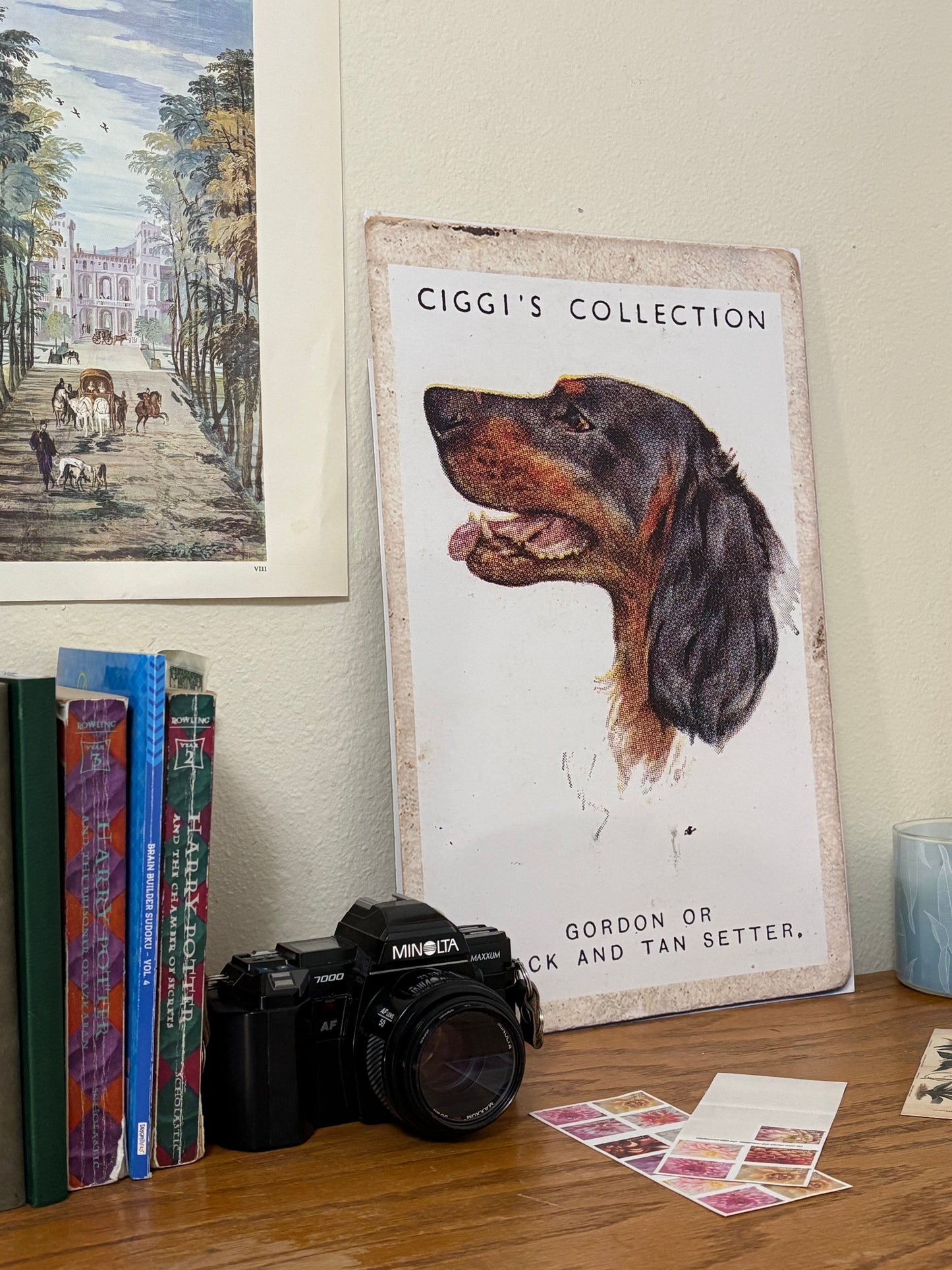 Vintage Gordon or Black & Tan Setter Dog Print | 1930's Cigarette Card
