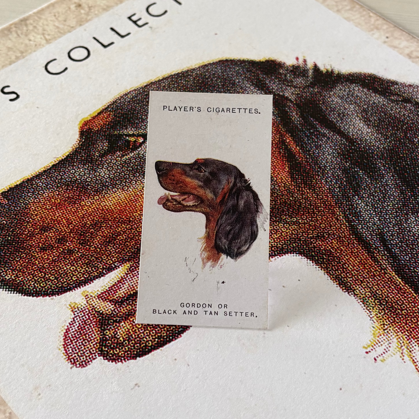 Vintage Gordon or Black & Tan Setter Dog Print | 1930's Cigarette Card
