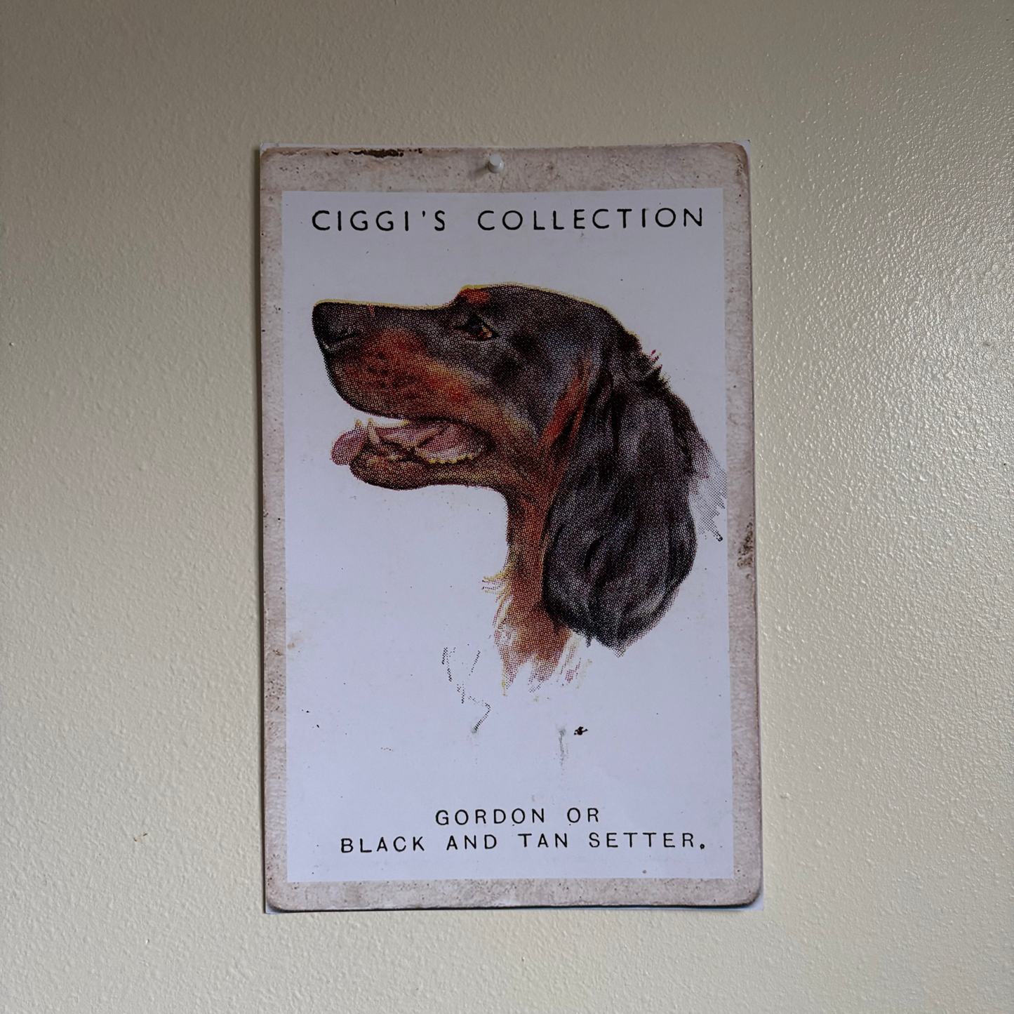 Vintage Gordon or Black & Tan Setter Dog Print | 1930's Cigarette Card